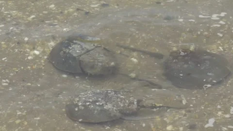 Horshoe crabs Stock Footage 131230258