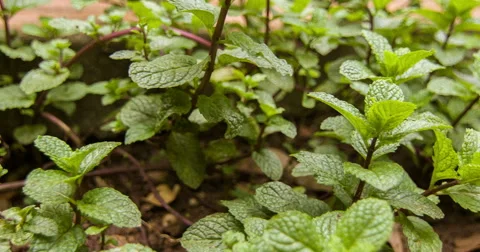 Hortelan planted in backyard. Stockbeeldmateriaal 56960973