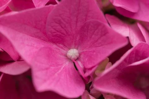 Hortensia 2 Stock Photos