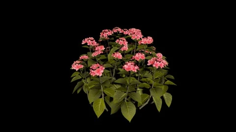 Hortensia Flower Stock Footage 88433747