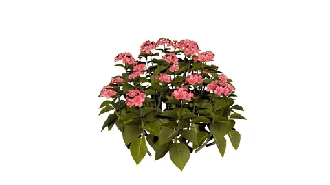 Hortensia Flower Stock Footage 90847729
