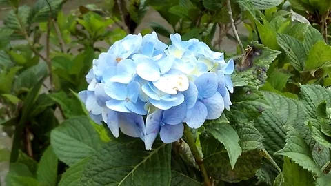 Hortensia flower on the tree Video stock 121828200