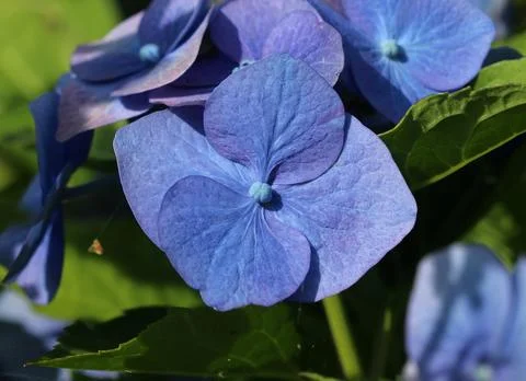 Hortensia - Hydrangea Stock Photos