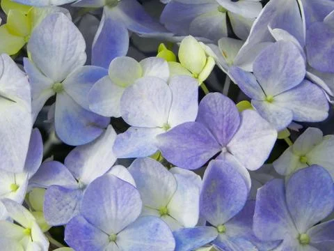 Hortensia Stock Photos