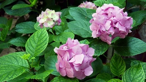 Hortensias Tilt Stock Footage 84088934
