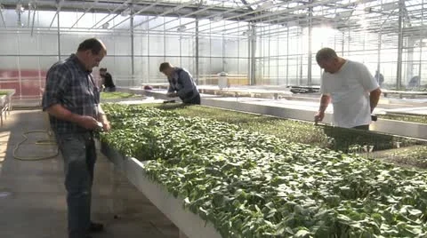Horticulture Stock Footage 11248808