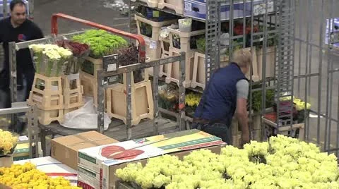 Horticulture Stock Footage 11248880