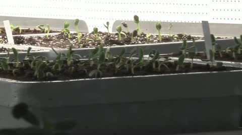 Horticulture Stock Footage 11249083