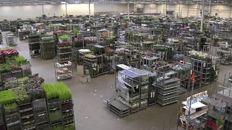 Horticulture Stock Footage 11249091