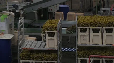 Horticulture Stock Footage 11249096