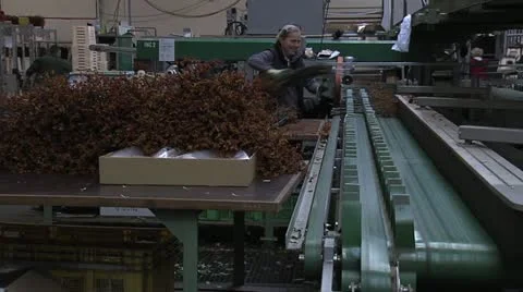 Horticulture Stock Footage 11249974