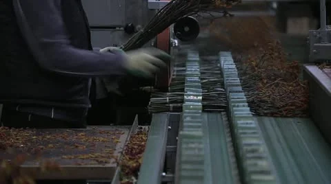 Horticulture Stock Footage 11250251