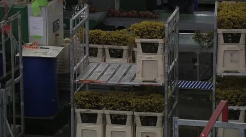 Horticulture Stock Footage 11250779