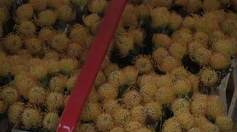 Horticulture Stock Footage 11251057