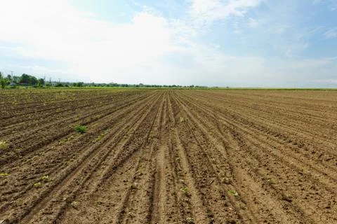 Horticulture Stock Photos