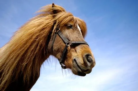 Hose face in profile Stock Photos