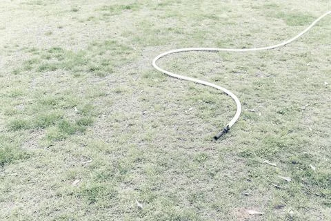 Hose on park grass drying out due to lack of water, horizontal foreground, sp Stock Photos