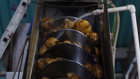 A hose with water automatically washes the potatoes Stockbeeldmateriaal 90981946