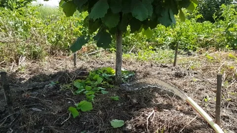 Hose watering hazelnuts in summer in drought Stock Footage 158235653