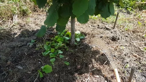 Hose watering hazelnuts in summer in drought Stock Footage 158235663