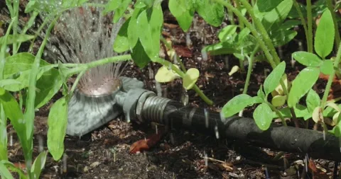 Hose watering raised bed garden in spring Stock Footage 309337053