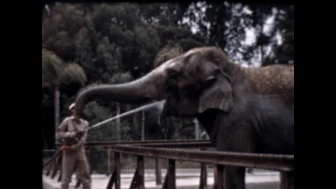 Hosing an Elephant 1942 Stock Footage 242876640