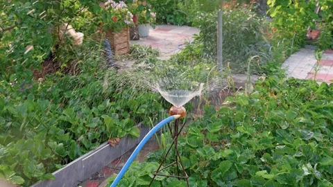 Hosing in the garden in summer Stock Footage 317291781
