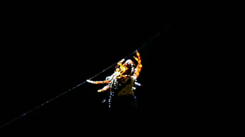 Hosselt's Spiny Spider Stock Footage 50377758
