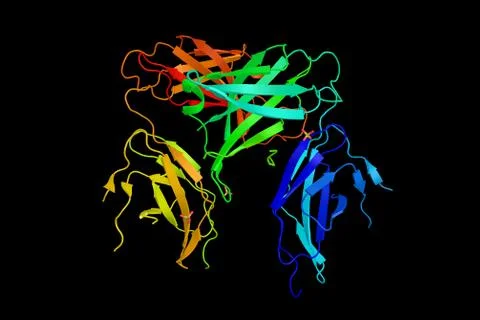 Host cell factor C1, a protein involved in control of the cell cycle as wel.. Stock Illustration