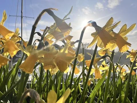 Host of daffodils n the sunlight Stock Photos