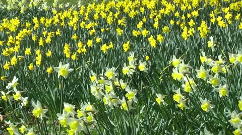 Host of daffodils swaying in breeze spring sunshine Stock Footage 48469293