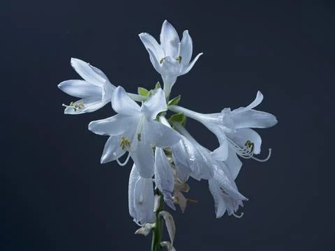 Host flower in a studio setting. Stock Photos