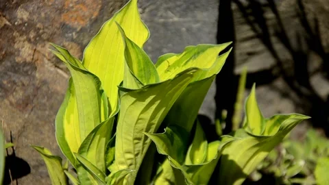 Host plant growing on a flowerbed in the soil of a sunny day Stock Footage 146853367
