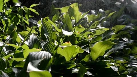 Host plant with large leaves irrigated with drops and splashes of w Stock Footage
