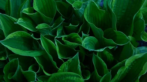 Host plant macro wind background nobody hd footage Stock Footage 107865007