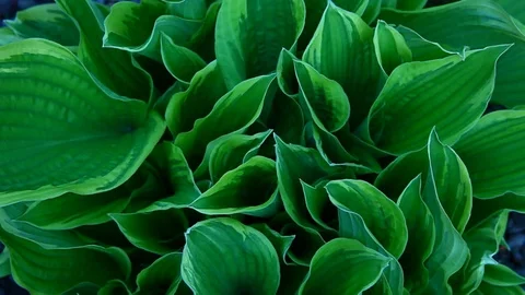 Host plant macro wind background nobody hd footage Stock Footage 107865095