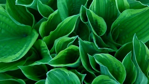 Host plant macro wind background nobody hd footage Stock Footage 107866446