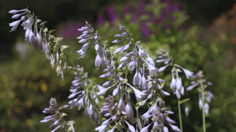 The host plant sways in the wind Stock Footage 167467584