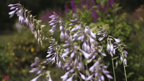 The host plant sways in the wind Stock Footage 167467609