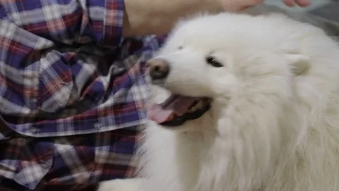 Host stroking the dog Samoyed Video stock 72901694