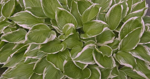 Hosta Albomarginata medium sized green white variegated leaves blowing in breeze Stock Footage 139019346