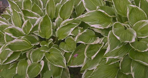 Hosta Albomarginata medium sized green and white variegated leaves Stock Footage 139019882