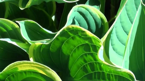 Hosta asparagaceae Stock Footage 5547608