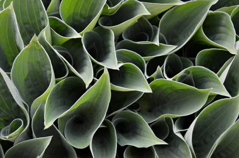Hosta blooming leaves Stock Photos