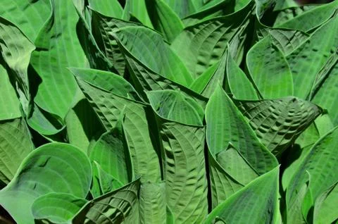 Hosta blooming leaves in summer Stock Photos