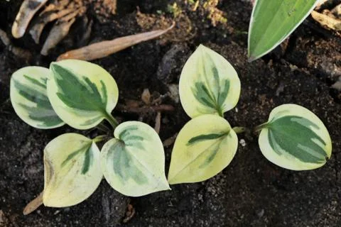 Hosta cameo Stock Photos