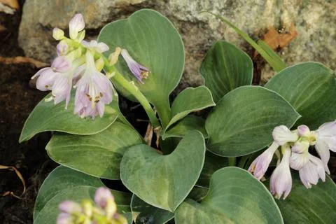 Hosta cat and mouse Stock Photos