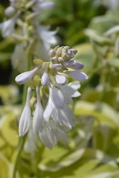 Hosta Delta Dawn Stock Photos