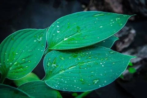 Hosta flower after rain in summer in the garden Stockfoto's