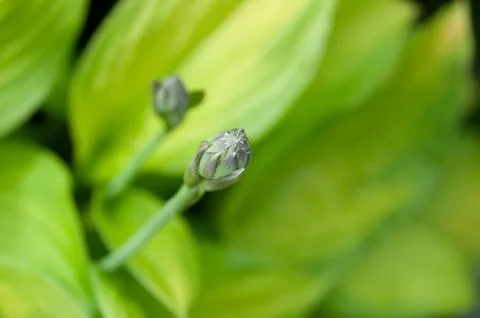 Hosta flower bud on a blurry background of foliage Stock Photos